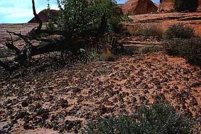 Cryptobiotic Soil